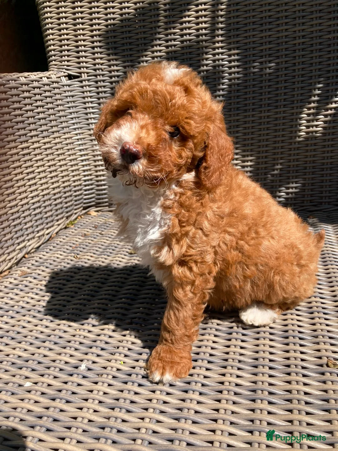 Kruising honden te koop: Maltipoo X Labradoodle in Mariahout - Advertentie 2