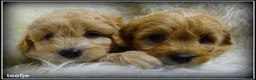 Maltipoo honden te koop: Maltipoo F1b pups - Advertentie 3