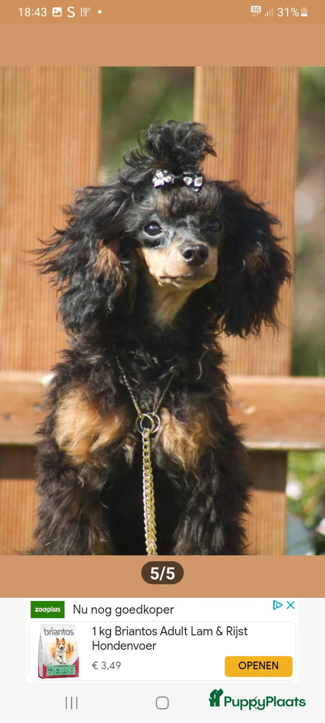 Poedel Toy honden te koop: Toy poedel reu Black en tan - Advertentie 2