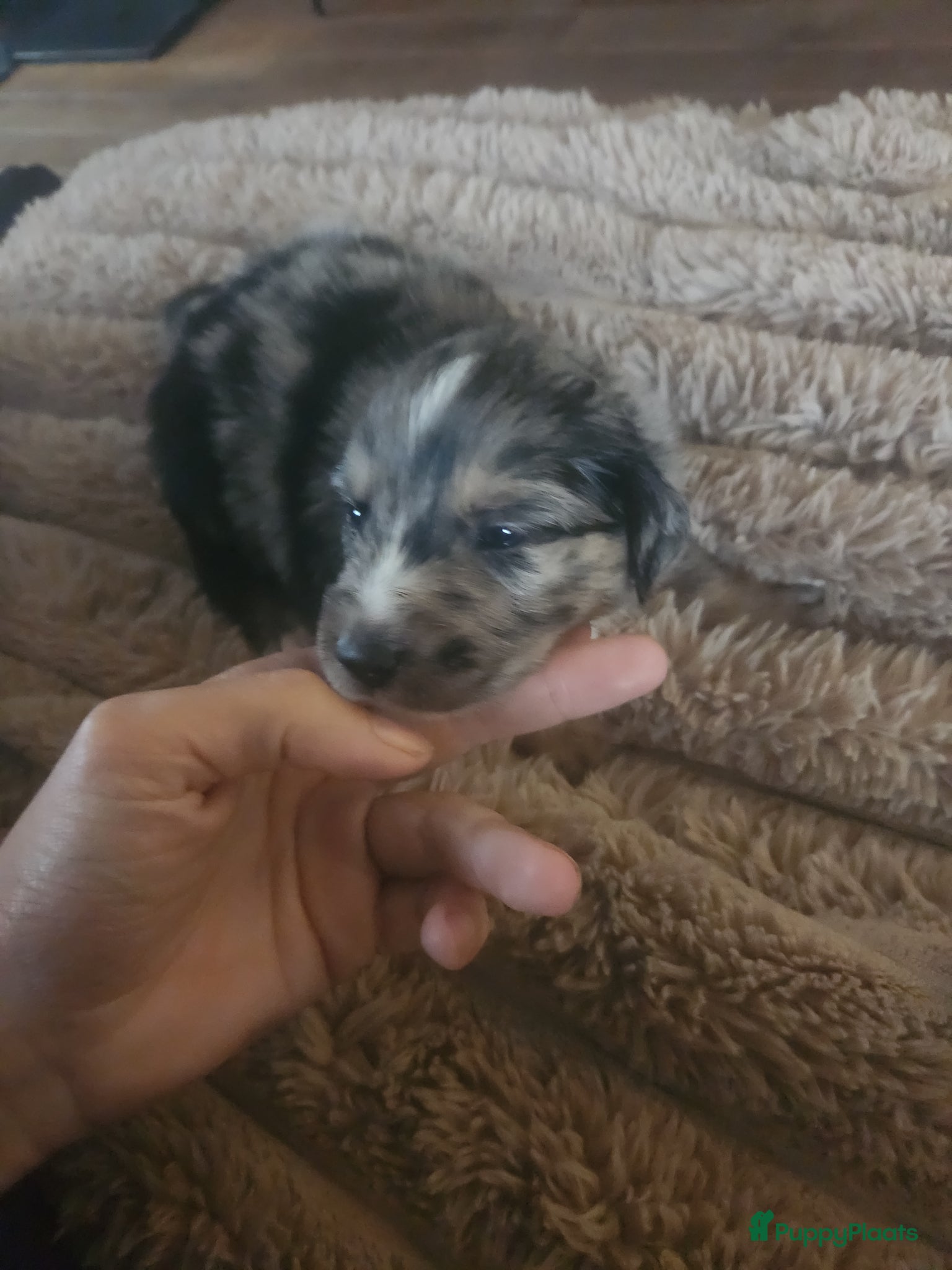 Kruising honden Mooie golden aussie pups - Advertentie 2