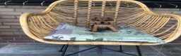 Jack Russel Terriër honden te koop: Mooie lieve Jack Russel puppy’s  - Advertentie 1