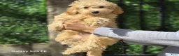 Poedel Toy honden te koop: Mini  Toy Poedel  - Advertentie 3