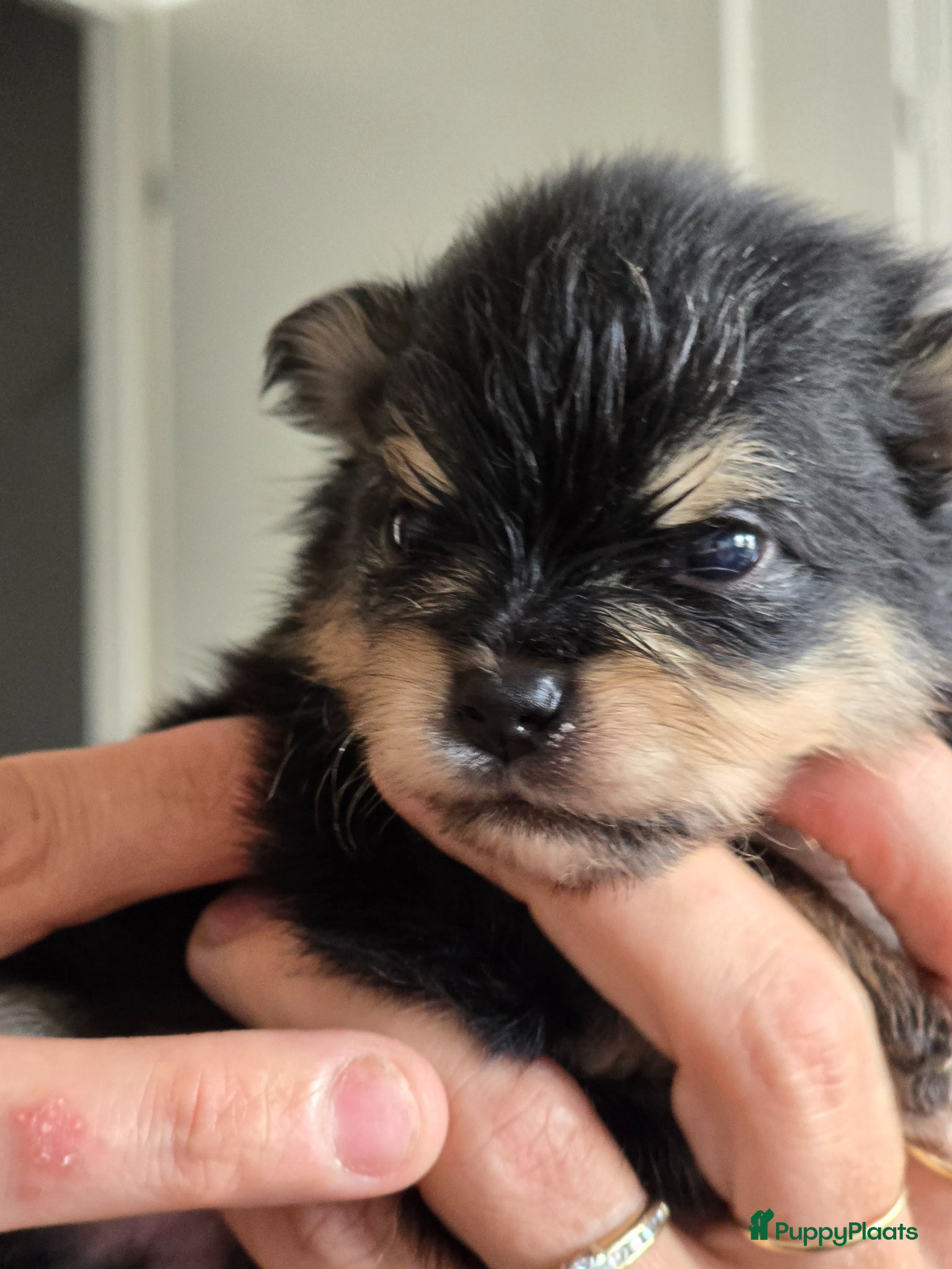 Pomeriaan Puppy 2