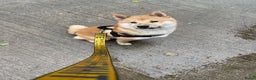 Shiba honden ter dekking: Dek reu Shiba Inu - Advertentie 10