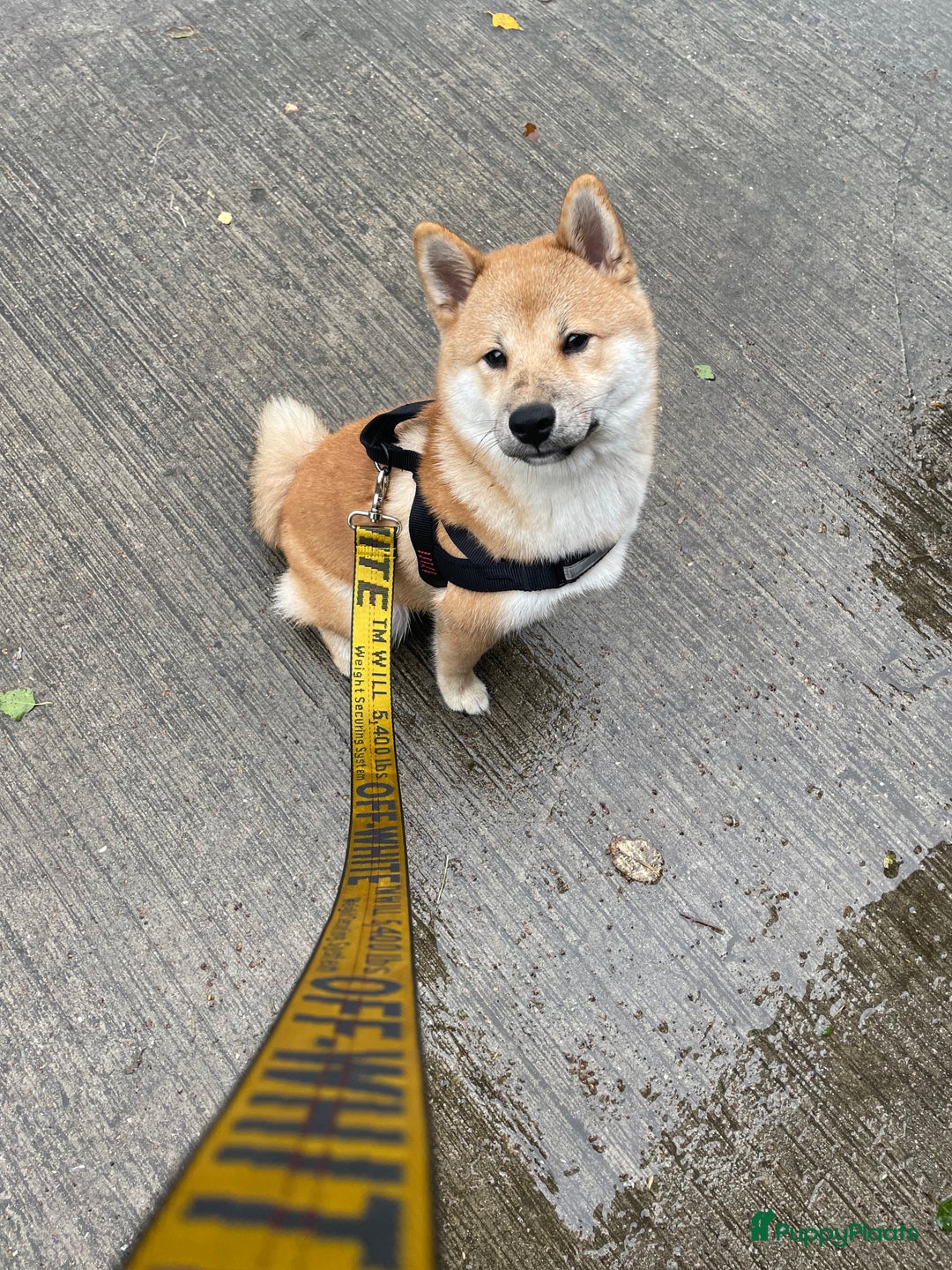 Shiba honden ter dekking: Dek reu Shiba Inu - Advertentie 10