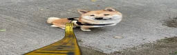 Shiba honden ter dekking: Dek reu Shiba Inu - Advertentie 10