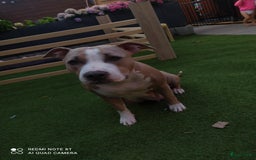 American Staffordshire Terriër honden te koop: American Staffordshire Terrier  - Afbeelding 2