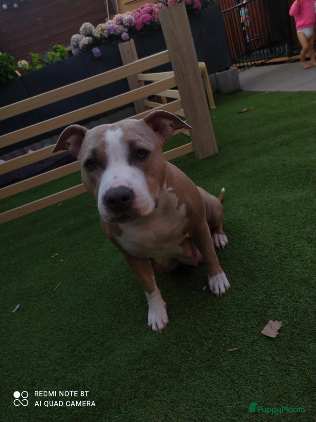 American Staffordshire Terriër honden te koop: American Staffordshire Terrier  - Afbeelding 2