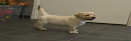 Labrador Retriever honden te koop: Knappe Labrador pups met stamboom ! - Advertentie 19