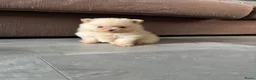 Pomeriaan honden te koop: Te koop  bear face pomeriaan pups - Advertentie 1