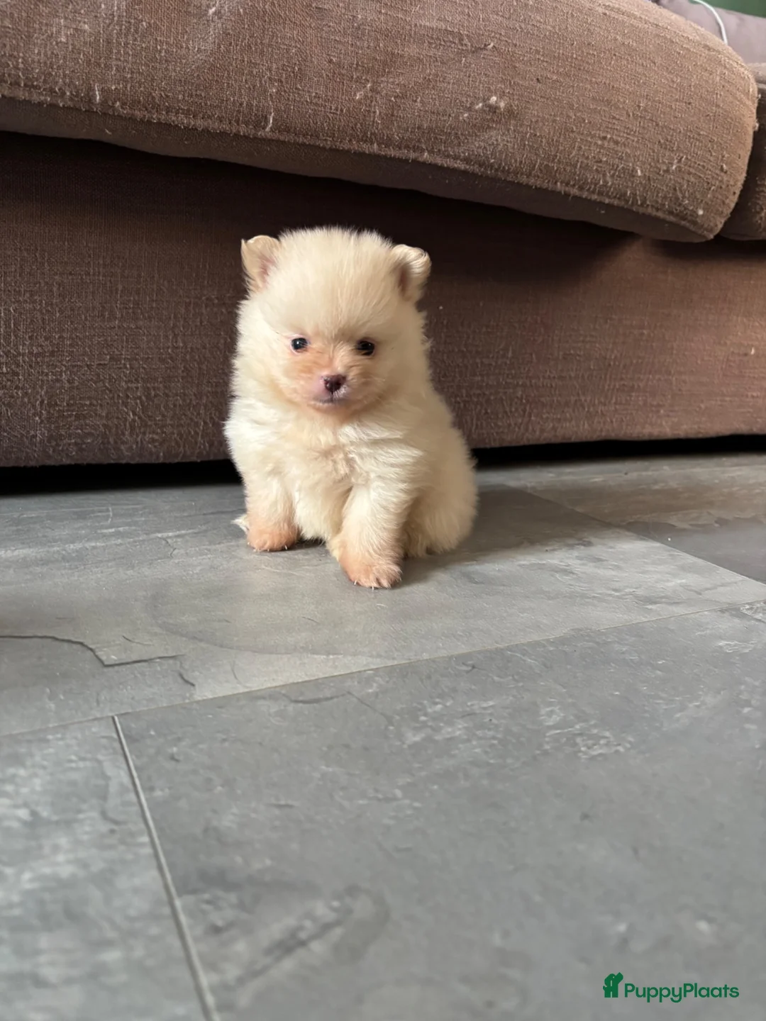 Pomeriaan honden te koop: Te koop  bear face pomeriaan pups - Advertentie 1