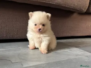Pomeriaan honden Te koop bear face pomeriaan pups - Advertentie 2