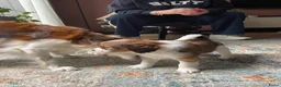 Kooikerhondje honden te koop: Kooiker pups Kooikerhondje  - Advertentie 9