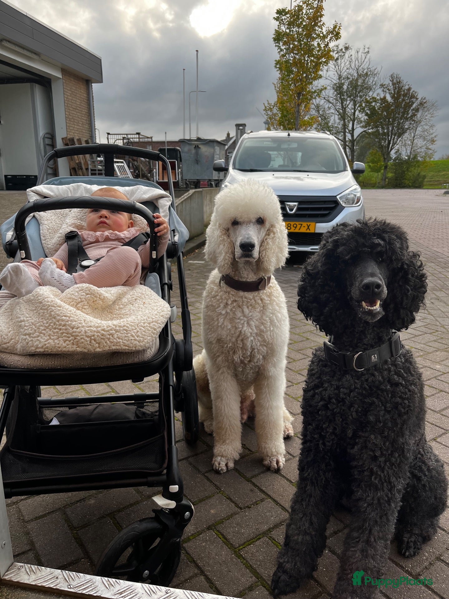 Poedel honden Grote poedel koningspoedel pup pups - Advertentie 2