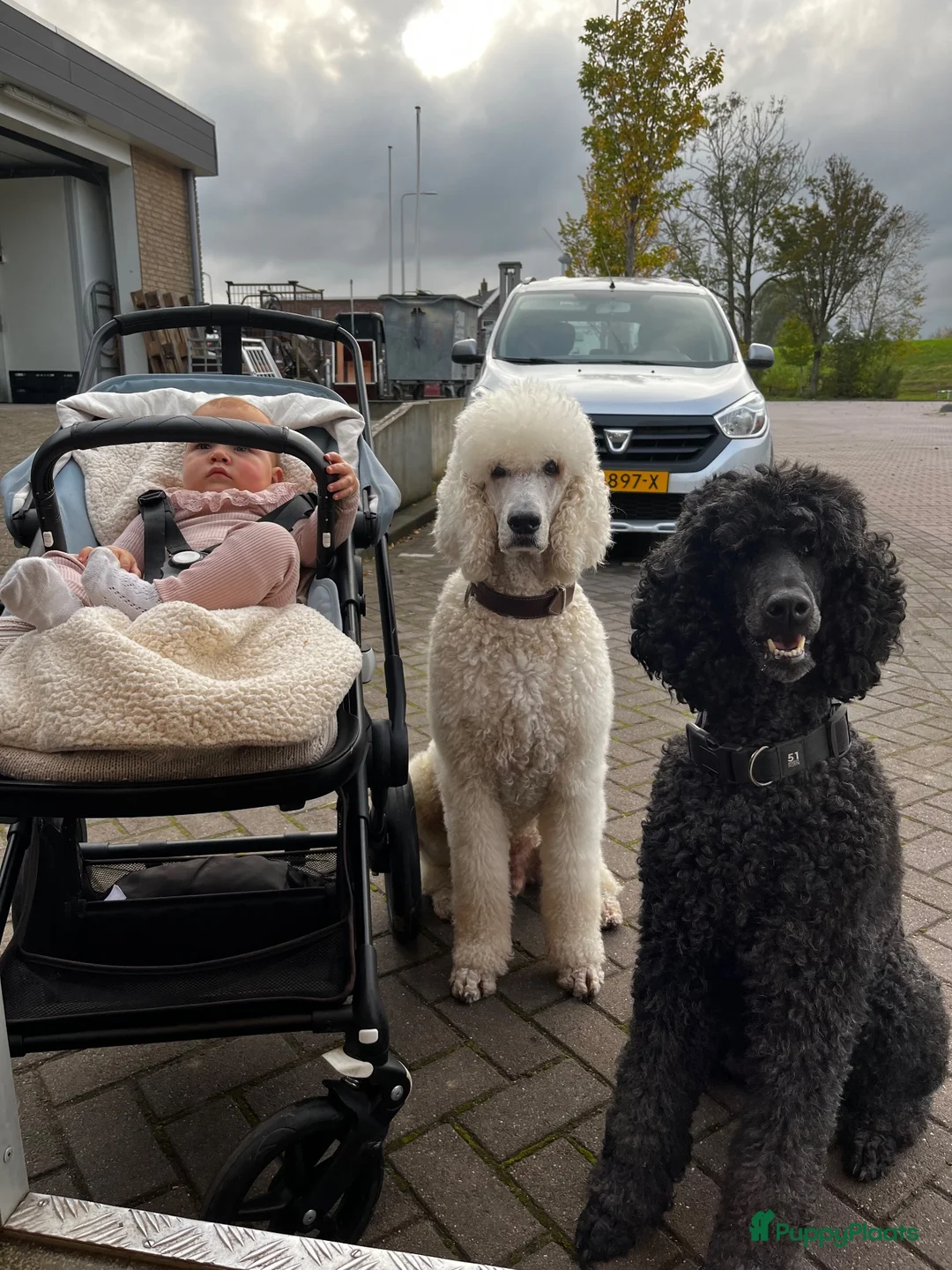 Poedel honden te koop: Grote poedel koningspoedel pup pups - Advertentie 2