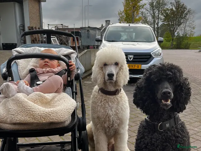 Poedel honden te koop: Grote poedel koningspoedel pup pups - Advertentie 2