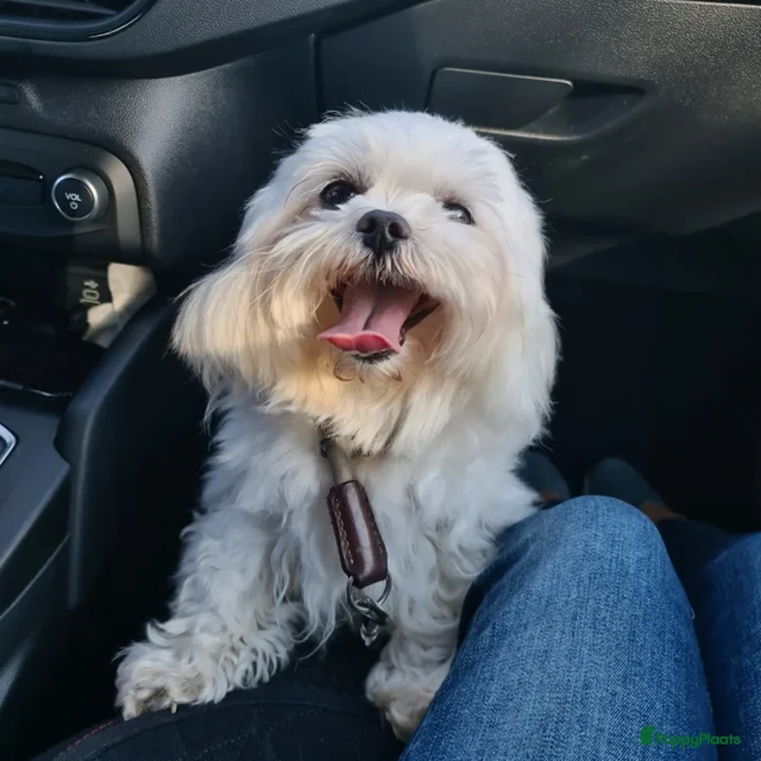 Maltezer honden ter dekking: Mini malzeter  - Advertentie 1