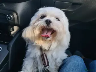 Maltezer honden Mini malzeter - Advertentie 23