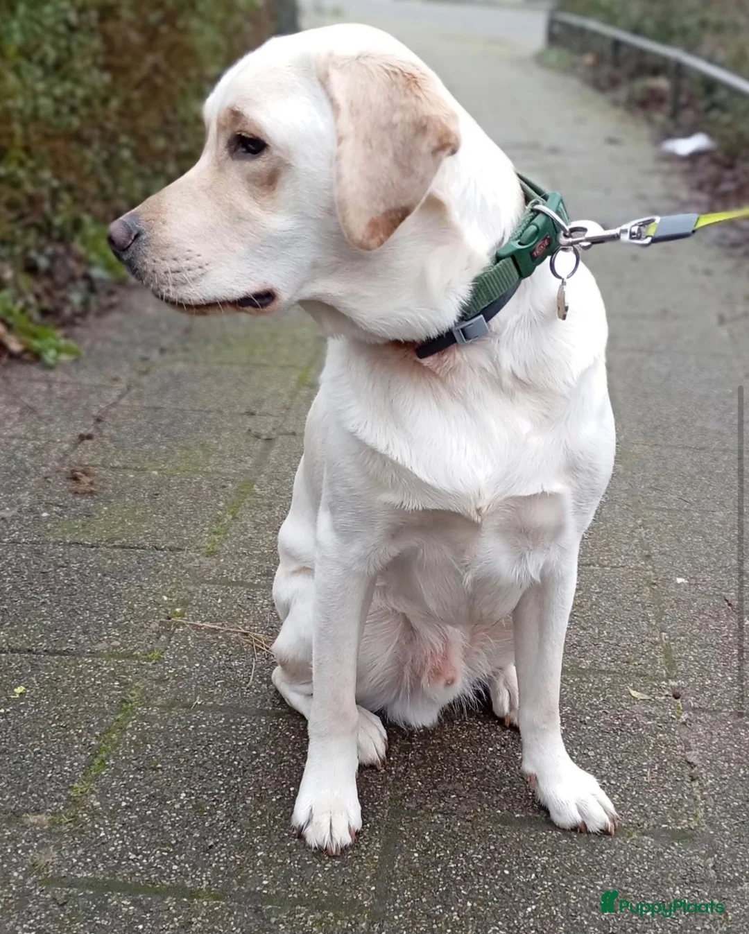 Labrador Retriever honden ter dekking: Prachtige blonde Labrador dekreu - Advertentie 2
