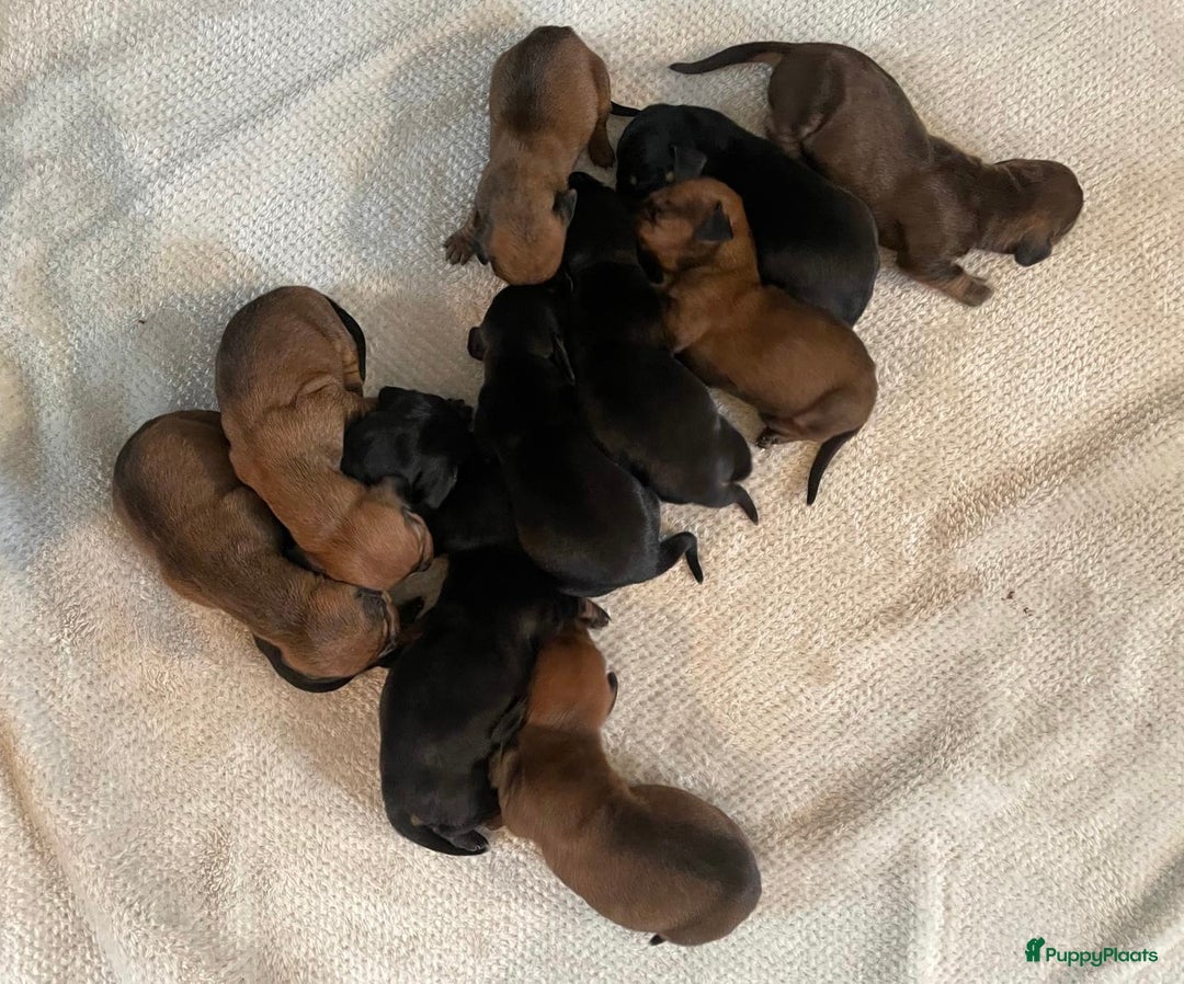 Teckel (korthaar)  honden te koop: Standaard korthaar teckel pups - Afbeelding 4