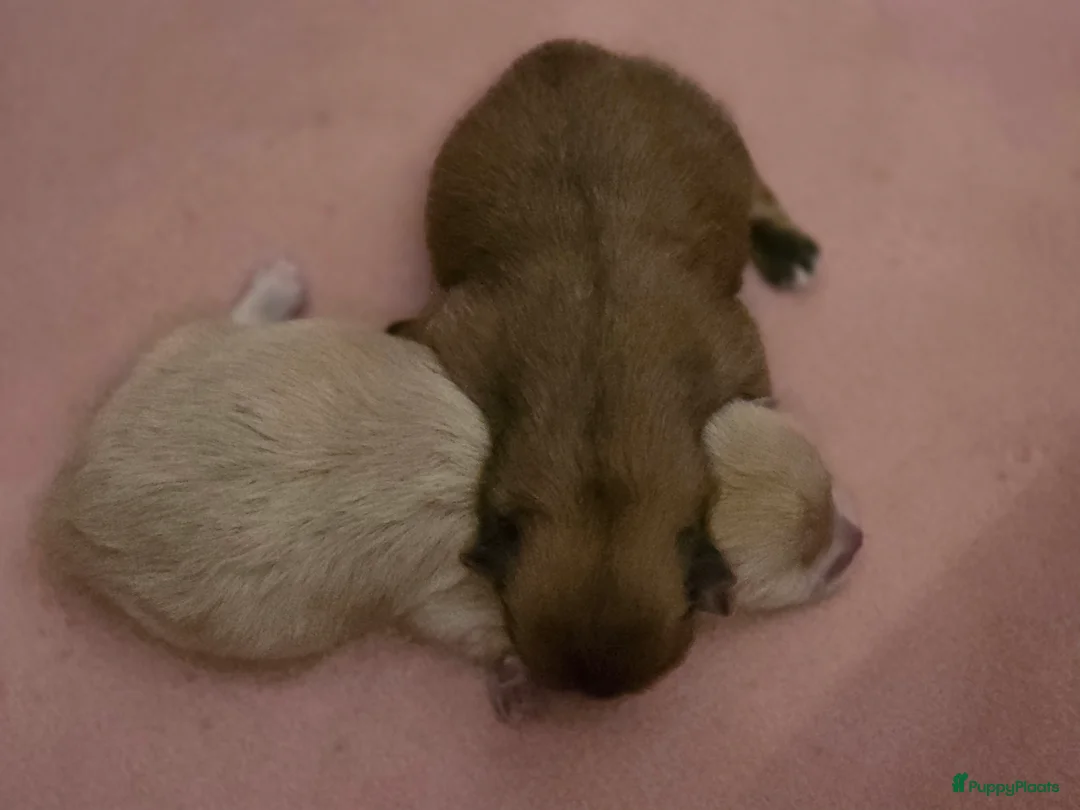 Pomeriaan honden te koop: 🐾 Pomeriaan pup 🐾 - Advertentie 3