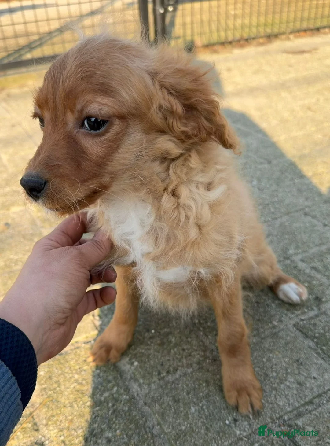 Maltipoo honden te koop: Nog 1 maltipoo reutje beschikbaar  - Advertentie 6