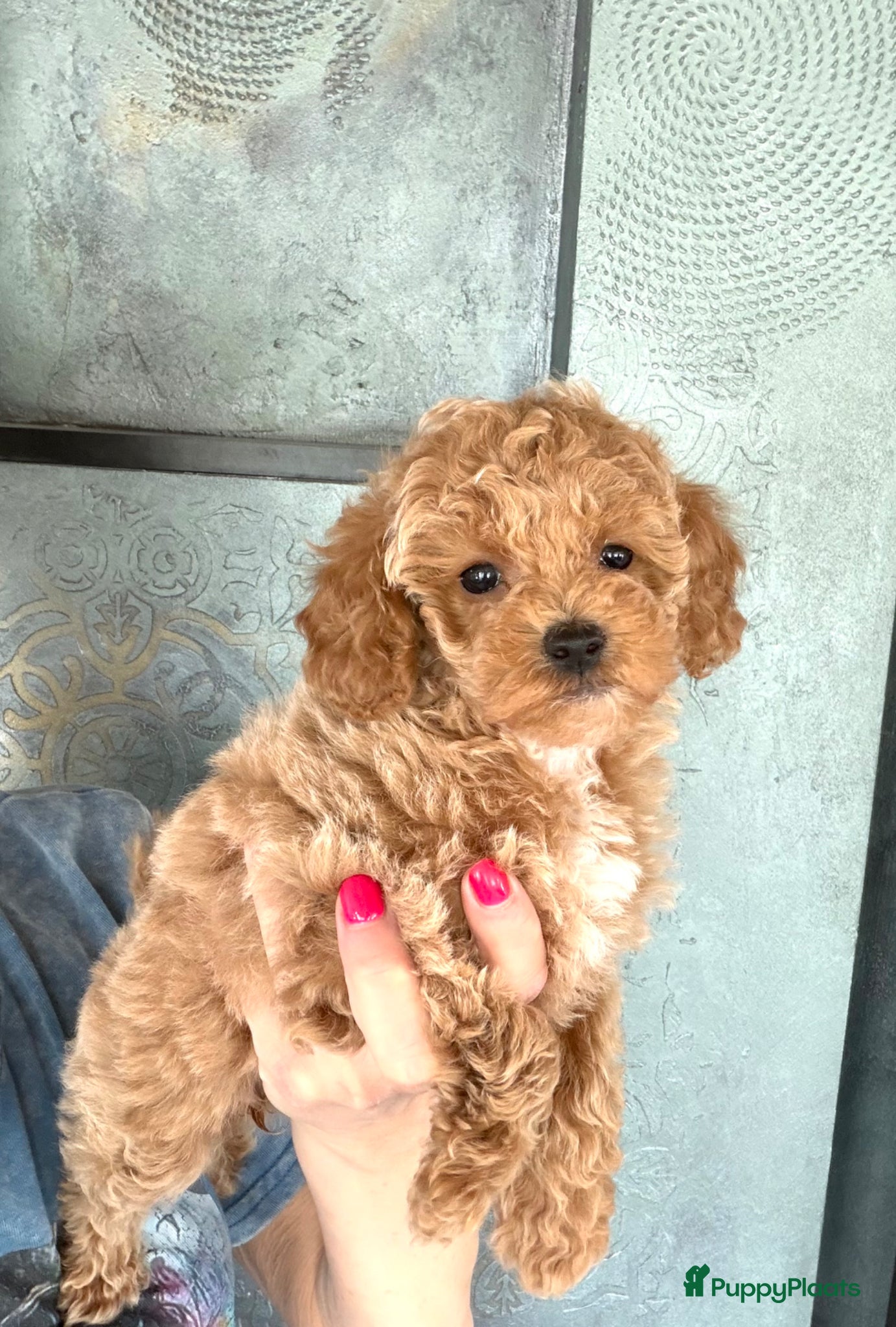 Maltipoo honden Mini maltipoo f1 b super mooie, gezonde pups - Advertentie 3