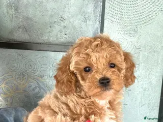 Maltipoo honden Mini maltipoo f1 b super mooie, gezonde pups - Advertentie 3