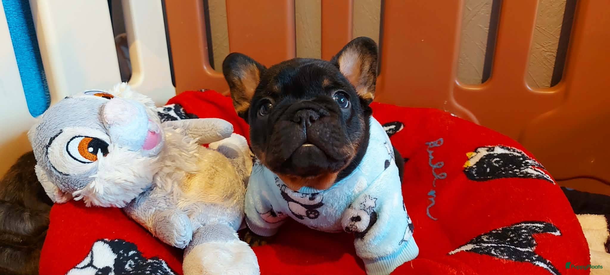 Franse Bulldog honden Prachtige Franse Bulldog pups met stamboom - Advertentie 1