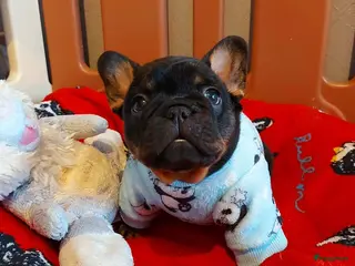 Franse Bulldog honden Prachtige Franse Bulldog pups met stamboom - Advertentie 4