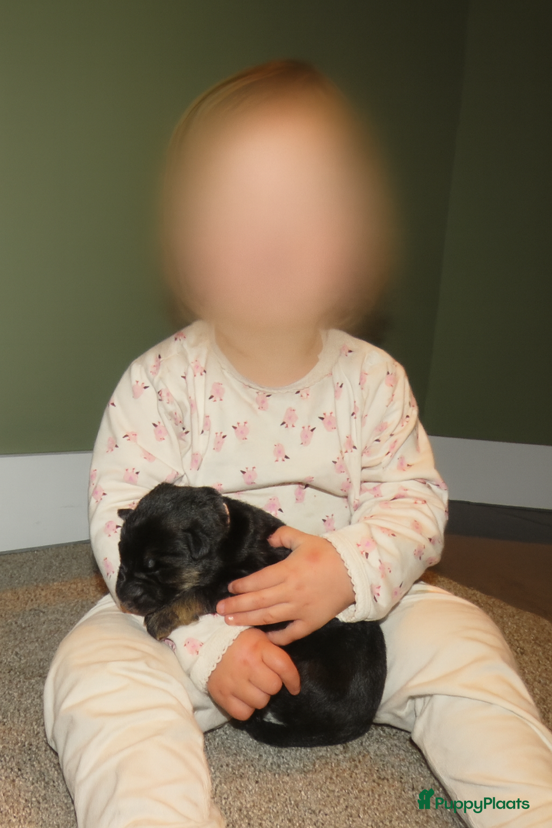 Duitse Herder honden te koop: Duitse Herder Puppy’s met Stamboom! - Advertentie 9