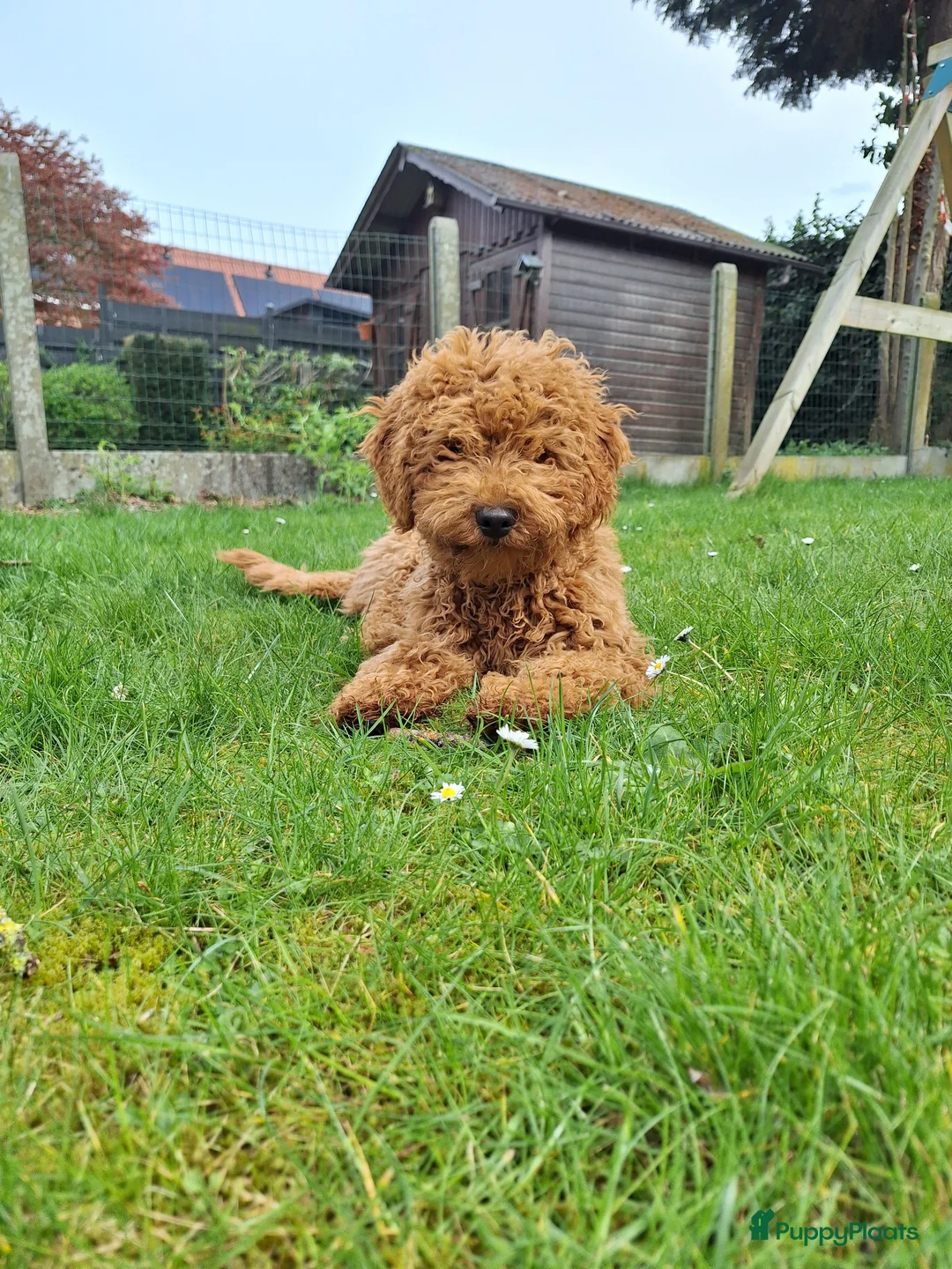 Dwergpoedel honden te koop: Dwergpoedel abrikoos - Advertentie 1