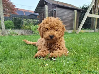 Dwergpoedel honden Dwergpoedel abrikoos - Advertentie 1