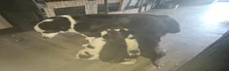 Kruising honden te koop: Prachtige dutch Laika's  - Advertentie 5