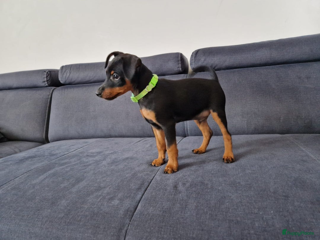 Dwergpinscher honden te koop: Dwergpinscher - Advertentie 1