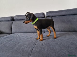 Dwergpinscher honden Dwergpinscher - Advertentie 1