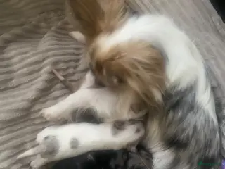 Chihuahua honden Mooie chihuahua pups te koop - Advertentie 8