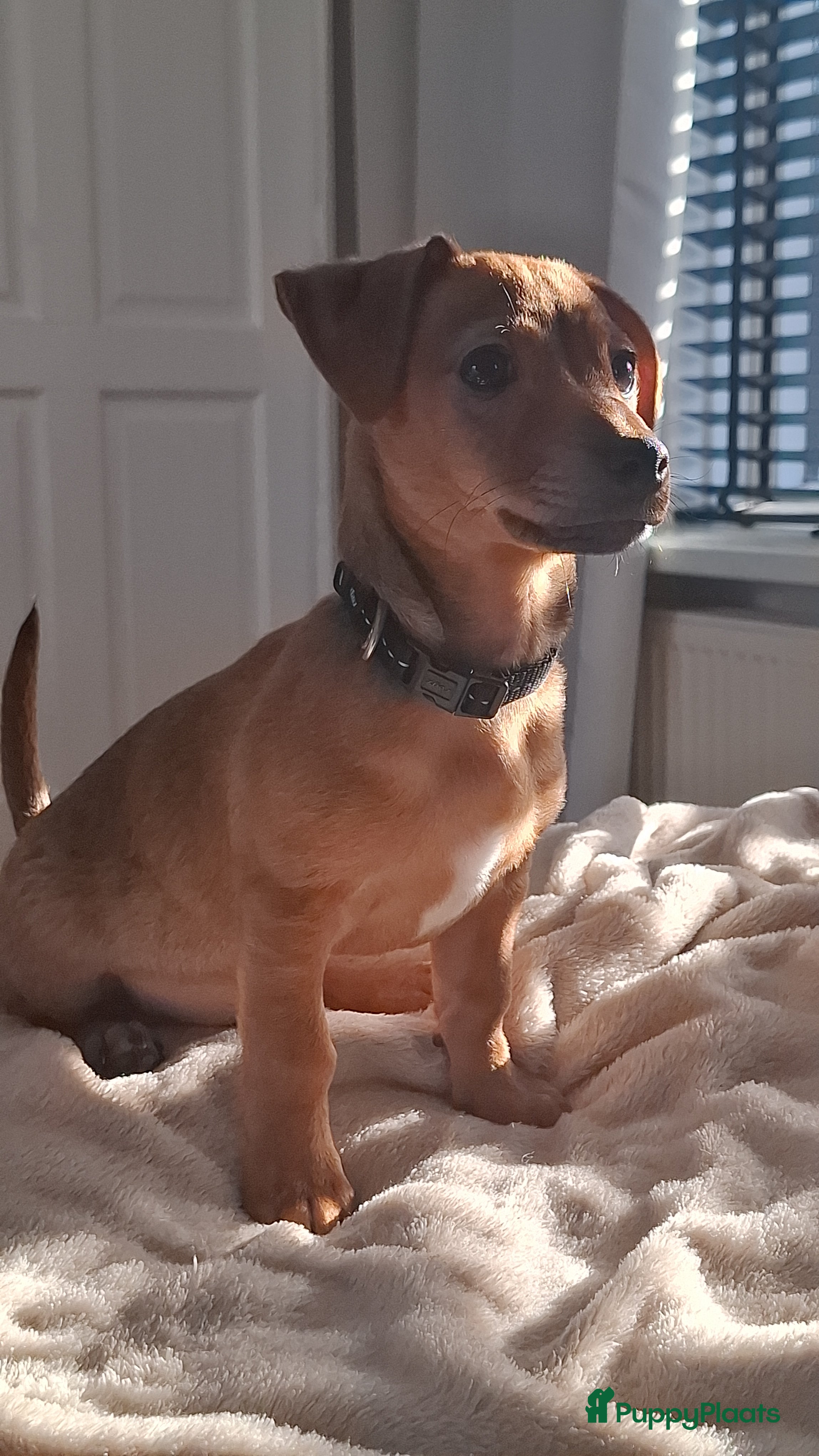 Kruising honden Lieve Jack Russell pup van 4 maand - Advertentie 1