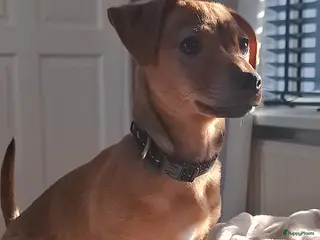 Kruising honden Lieve Jack Russell pup van 4 maand - Advertentie 1