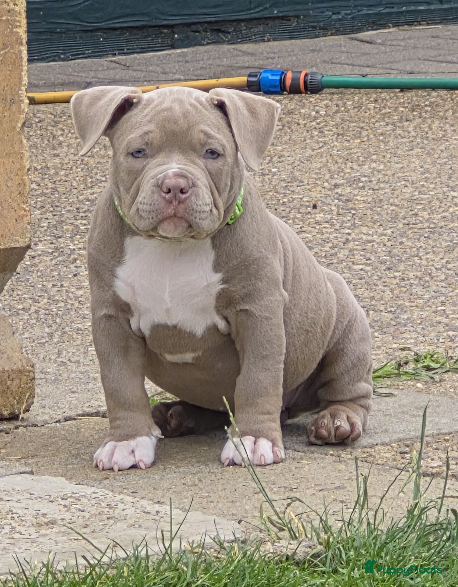 Amerikaanse Bully honden Amerikaanse pocket bully teefjes  - Advertentie 17