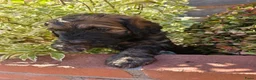 Labradoodle honden te koop: Labradoodle pups in Gaanderen - Advertentie 9