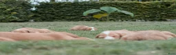 Kruising honden te koop:  Prachtige rood/apricot Medium Doodle pups  - Advertentie 6