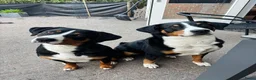 Appenzeller Sennenhond honden te koop: Appenzeller pups - Advertentie 2