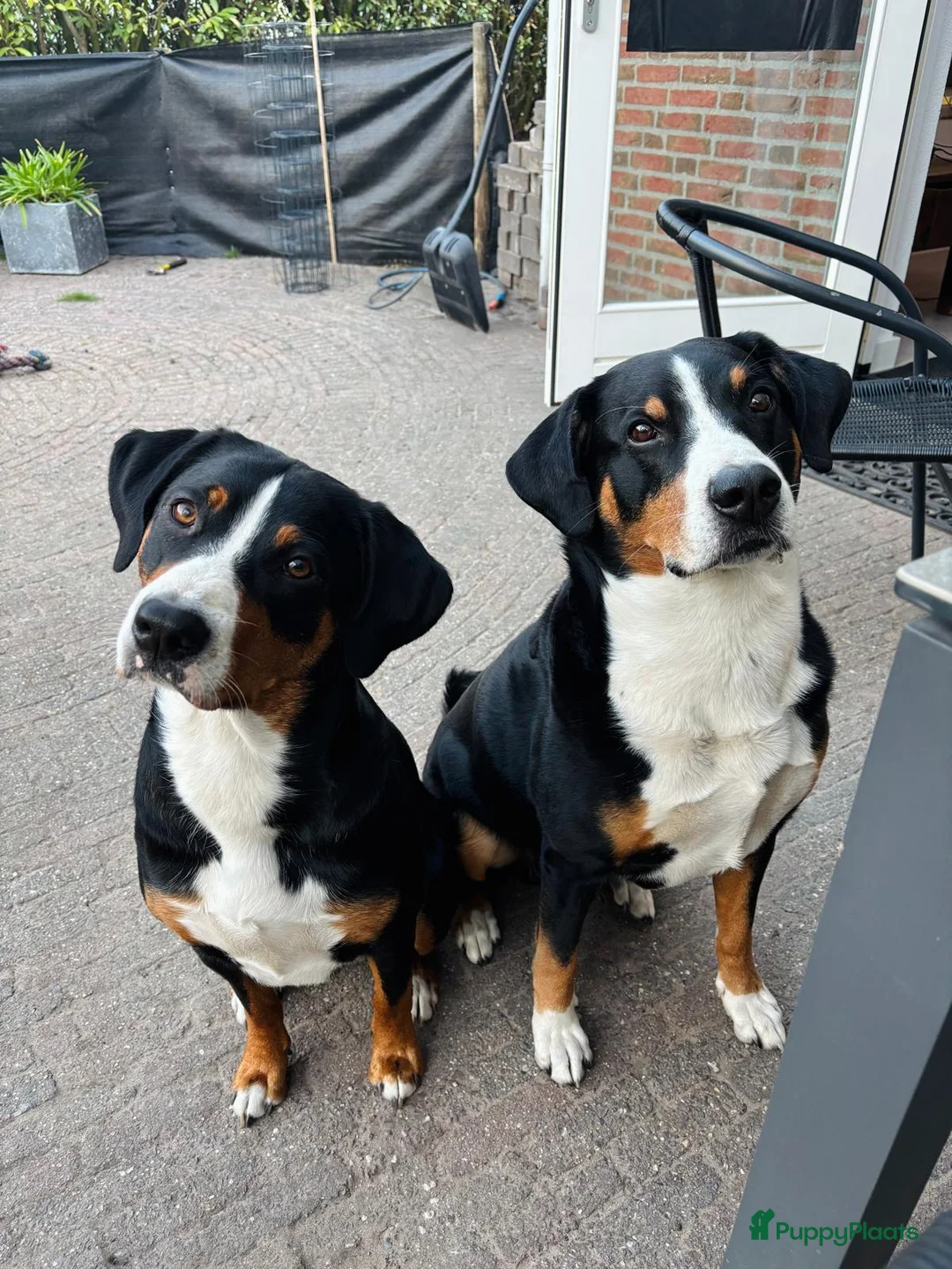Appenzeller Sennenhond honden te koop: Appenzeller pups - Advertentie 2