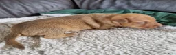 Dwergpinscher honden te koop: Dwergpinschers pups te koop - Advertentie 12
