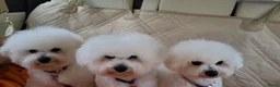 Bichon Frisé honden te koop: Prachtige Bichon Frisé met stamboom - Advertentie 4