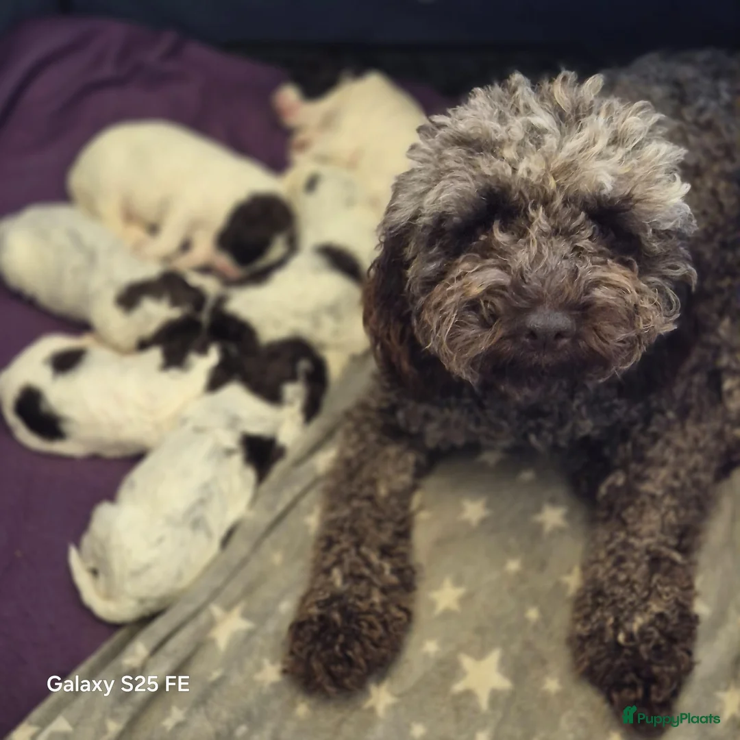 Lagotto Romagnolo honden te koop: Lagotto Romagnolo Pupies - Advertentie 1