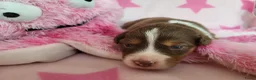 Australian Shepherd honden te koop: Australian Shepherd met FCI Stamboom - Advertentie 7
