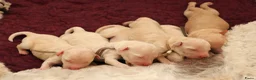 Labradoodle honden te koop: Prachtige Medium Labradoodle pups geboren  - Advertentie 10