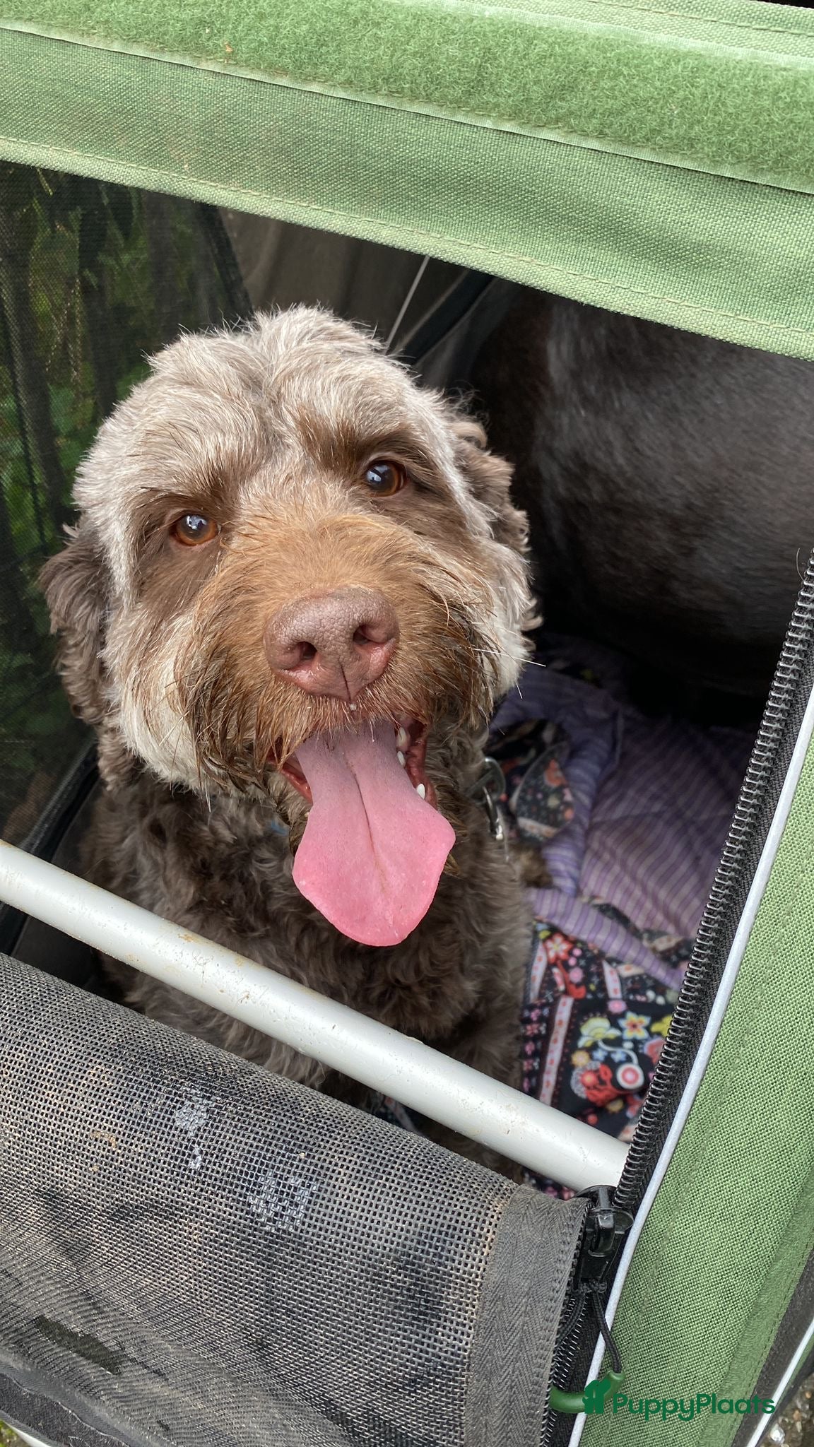 Labradoodle honden Lieve mooie pups labradoodle medium - Advertentie 1